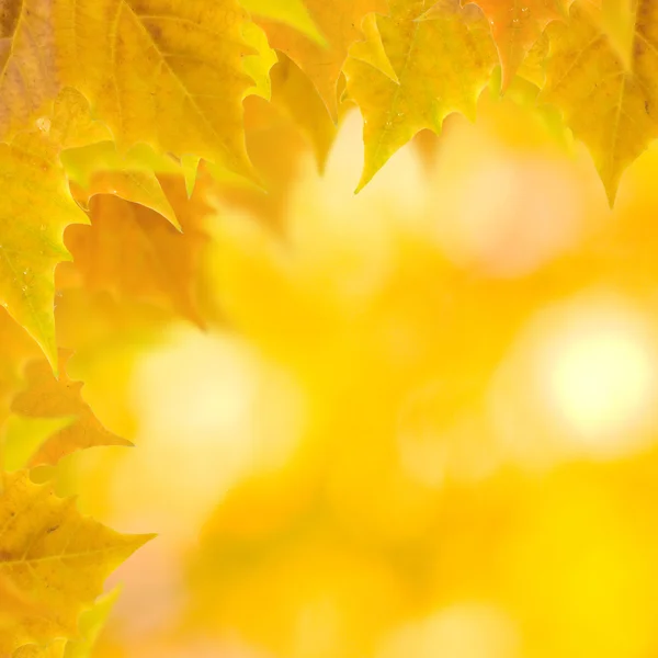 Hermosas hojas en otoño — Foto de Stock