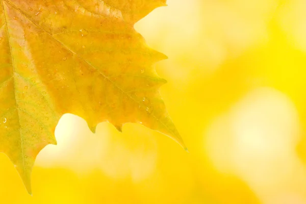 Hermosas hojas en otoño —  Fotos de Stock
