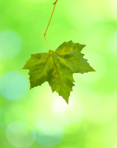 美しい緑の葉 — ストック写真