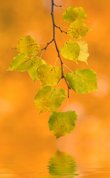 美丽树叶在秋天 — 图库照片