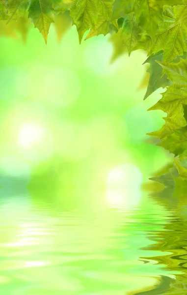 Schöne grüne Blätter — Stockfoto