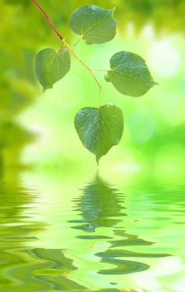 Smukke grønne blade - Stock-foto