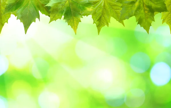 Mooie groene bladeren — Stockfoto