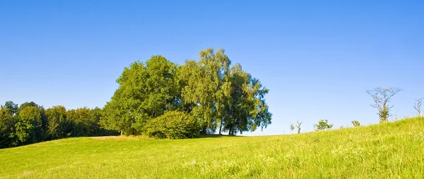ツリーと牧歌的な草原 — ストック写真
