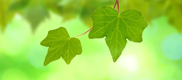 Piękne zielone liście — Zdjęcie stockowe