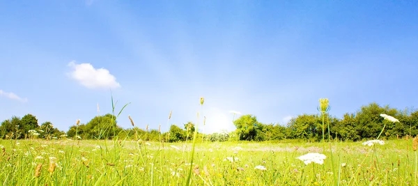 Idyllischer Rasen mit Sonnenlicht im Sommer — Stockfoto