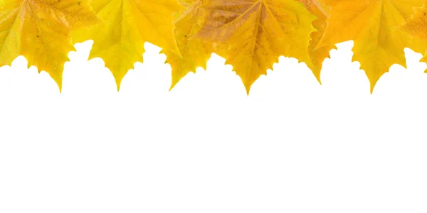 Lindas folhas douradas no outono — Fotografia de Stock