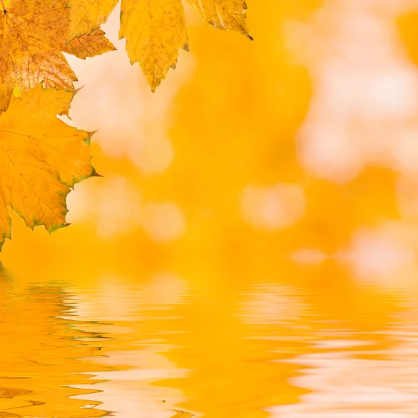 Piękne złote liście jesienią — Zdjęcie stockowe
