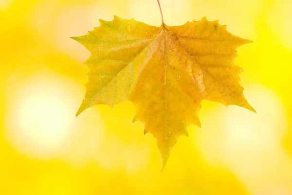 De belles feuilles en automne — Photo