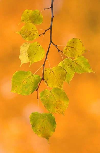 Gyönyörű levelek ősszel — Stock Fotó