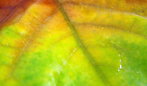 De belles feuilles en automne — Photo