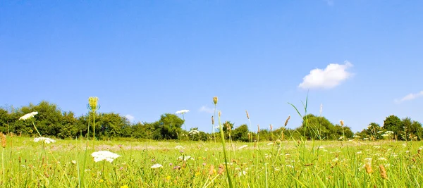 Yaz mevsiminde konforlu çayırlar — Stok fotoğraf