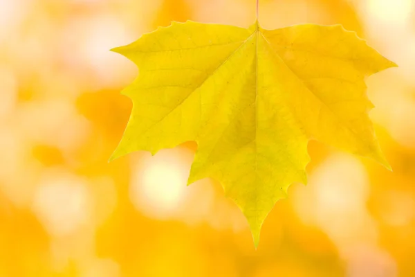 Belle foglie in autunno — Foto Stock