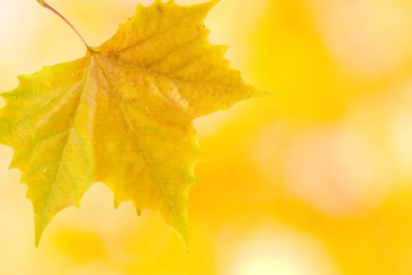 Hermosas hojas en otoño — Foto de Stock