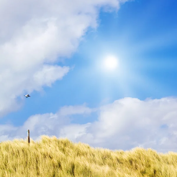 목가적인 모래 언덕 햇빛을 — 스톡 사진