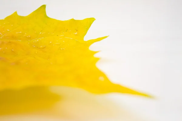 Belles feuilles dorées en automne — Photo