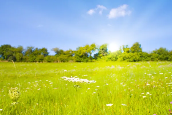 Идиллическая лужайка с солнечным светом летом — стоковое фото