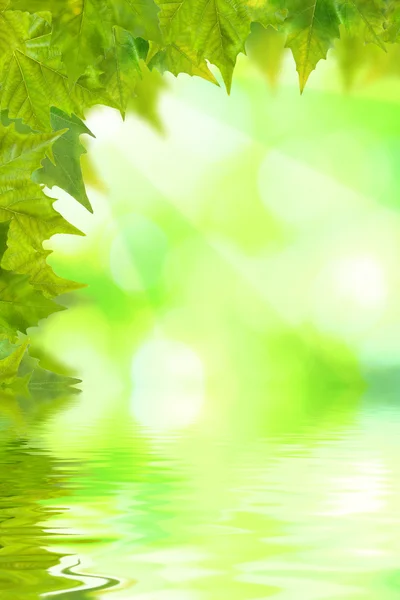 美丽的绿叶 — 图库照片