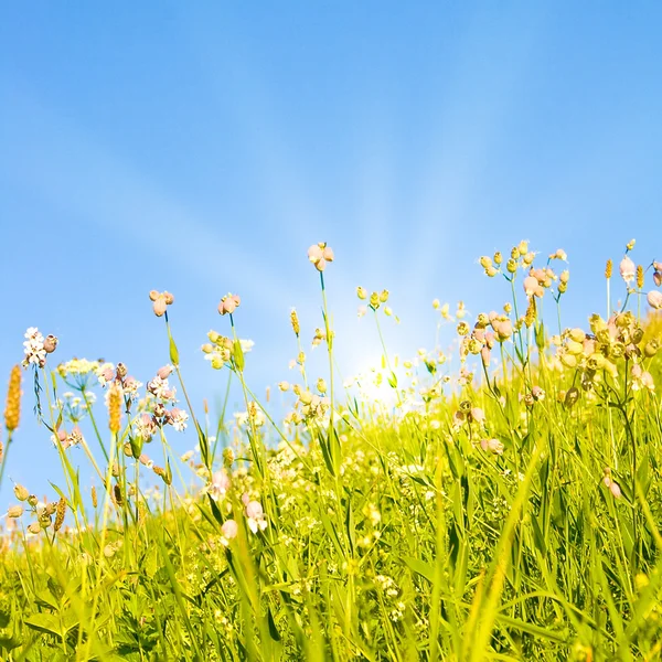 Idyllisk gräsmatta med solljus — Stockfoto