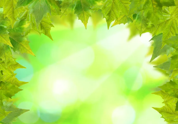 Vackra gröna blad — Stockfoto