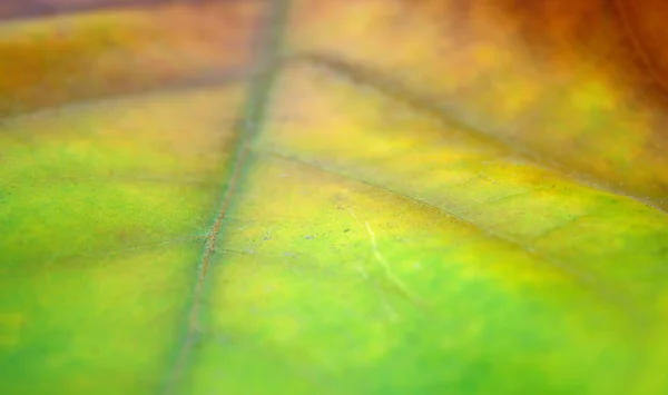 Vackra blad på hösten — Stockfoto