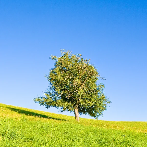 Ειδυλλιακό λιβάδι με δέντρο — Φωτογραφία Αρχείου