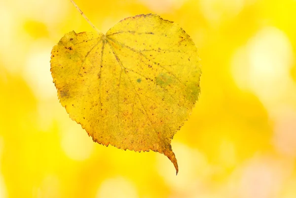 Krásné zlaté listí na podzim — Stock fotografie