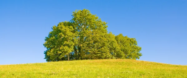 Idyllinen niitty puun kanssa — kuvapankkivalokuva