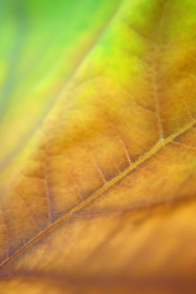 Krásné listy na podzim — Stock fotografie