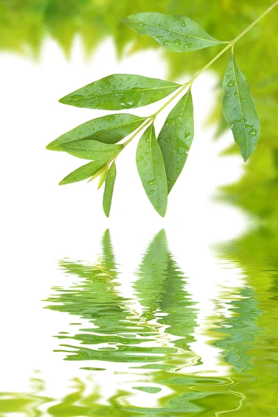 Krásné zelené listy — Stock fotografie