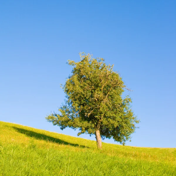 Идиллический луг с деревом — стоковое фото