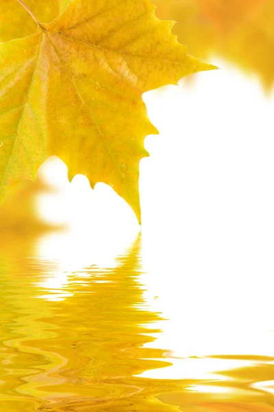 Красивые золотые листья осенью — стоковое фото