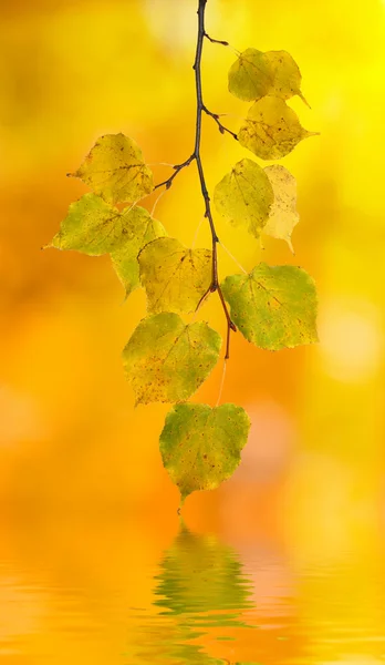 Belle foglie d'oro — Foto Stock