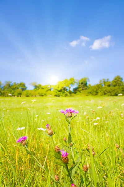 Идиллическая лужайка с солнечным светом летом — стоковое фото