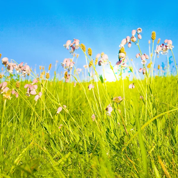 Idylliczny trawnik ze światłem słonecznym — Zdjęcie stockowe