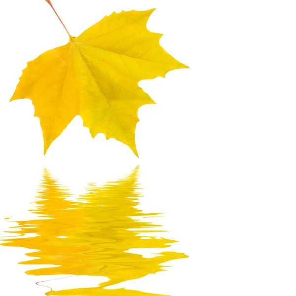 Belles feuilles dorées en automne Images De Stock Libres De Droits