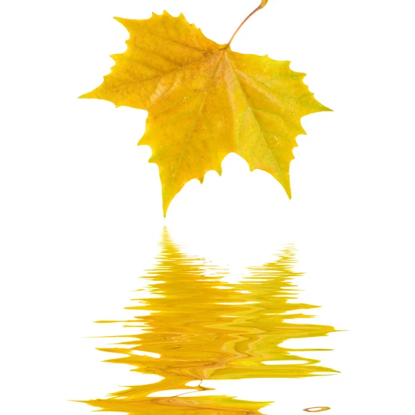 Belles feuilles dorées en automne Photos De Stock Libres De Droits