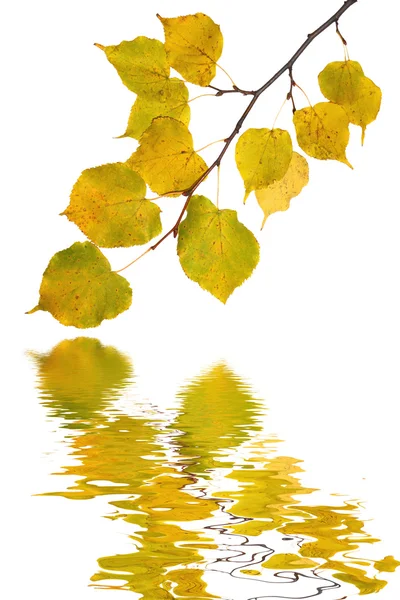 Piękne złote liście jesienią Obrazy Stockowe bez tantiem