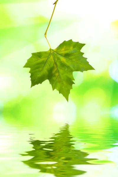 Beautiful green leaves Stock Picture