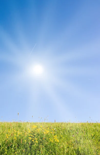 Idyllisk gräsmatta med solljus Stockbild