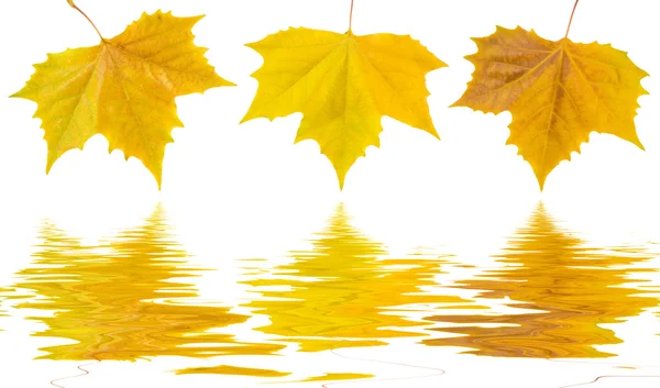 Belles feuilles dorées en automne Image En Vente