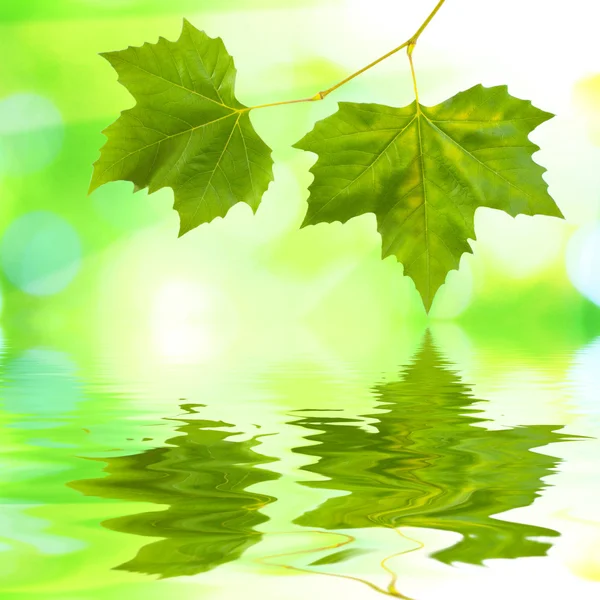Beautiful green leaves Stock Image