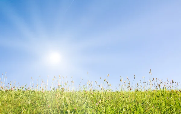 Idyllisk gräsmatta med solljus Royaltyfria Stockbilder
