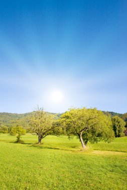 Yaz aylarında güneş ışığı ile pastoral çim