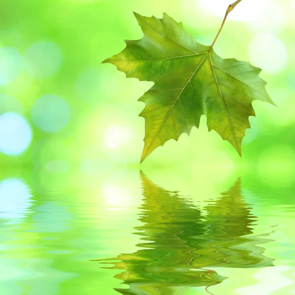 Gyönyörű zöld levelek — Stock Fotó