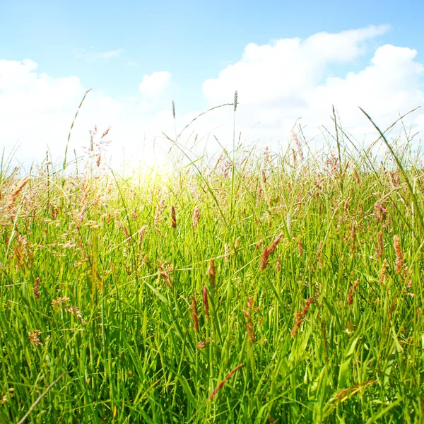 Idyllic lawn with sunlight — Stock Photo, Image
