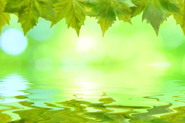 Mooie groene bladeren — Stockfoto