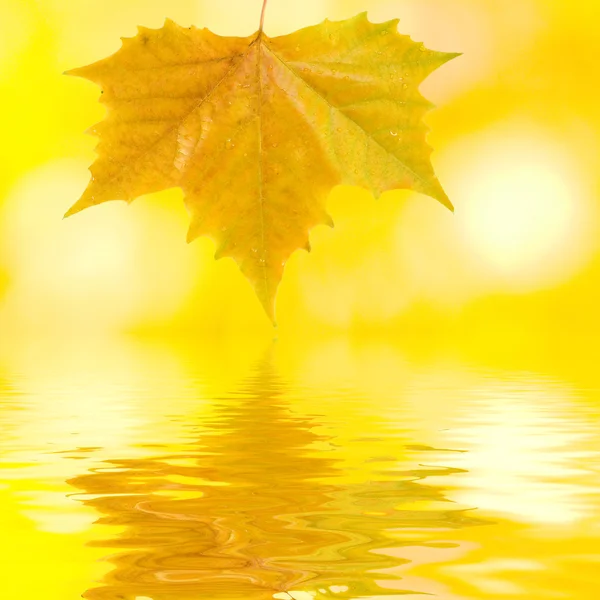 Gyönyörű arany levelek ősszel — Stock Fotó