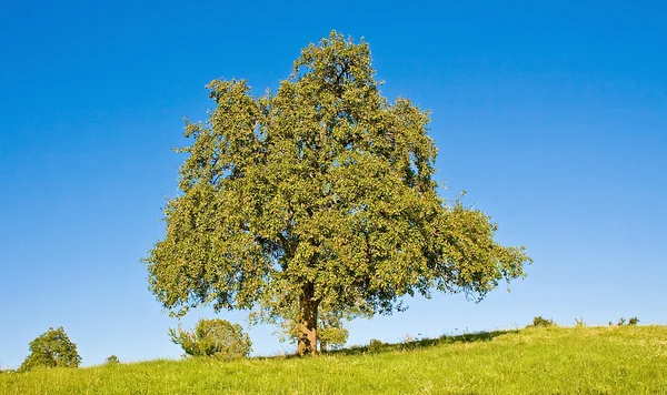 Pradera idílica con árbol — Foto de Stock
