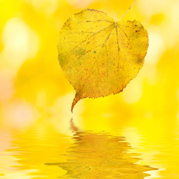 Belles feuilles dorées en automne — Photo